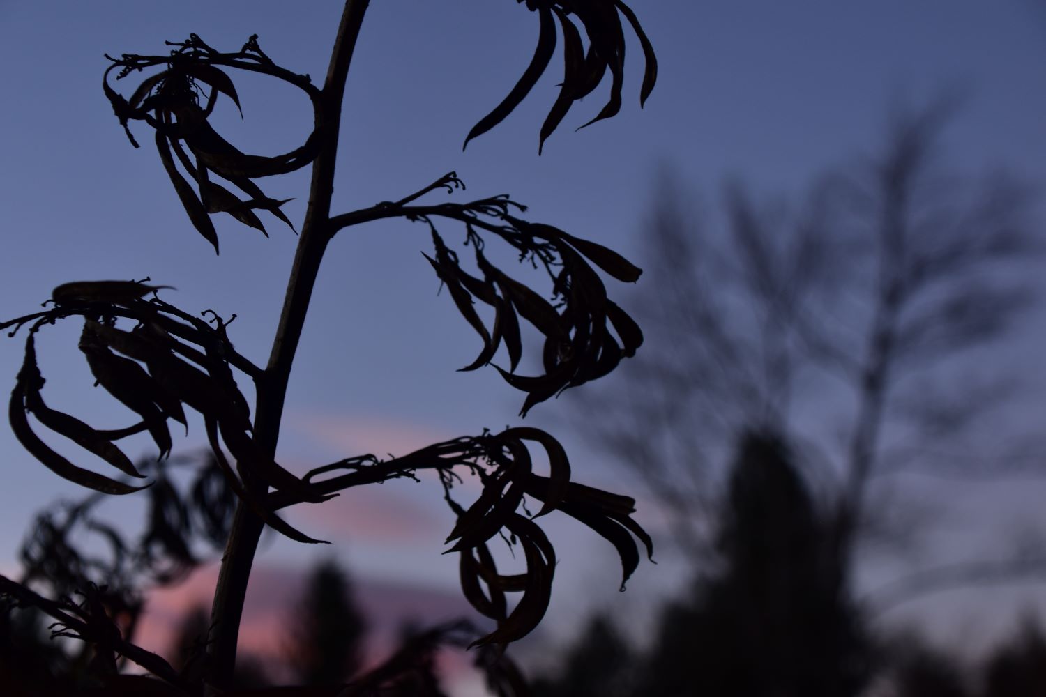 Evening sky