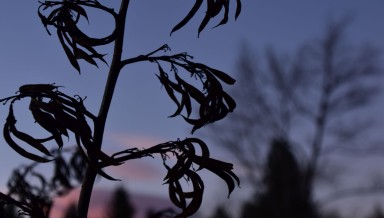 Evening sky