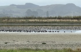 MigratorybirdsThames