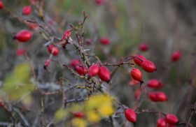 main image resized v2