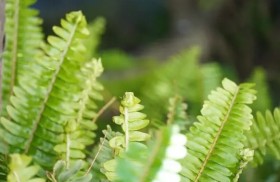 mana enhanced resized v2